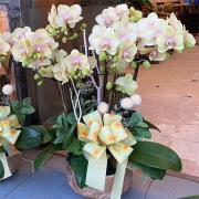 五株桌上型蘭花