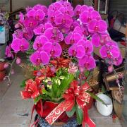 七株桌上型蘭花