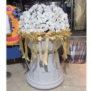 帝王蘭花(單盆)