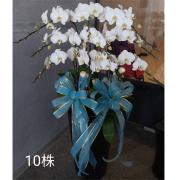 10株蘭花