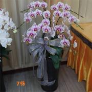 7株蘭花(粉色)