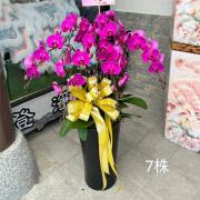 7株蘭花(粉色)