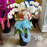 5株蘭花
