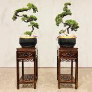 松柏盆景(豎靈到告別式)/租用