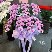 7株蘭花盆栽(粉)