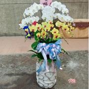 9株蘭花(雙色)