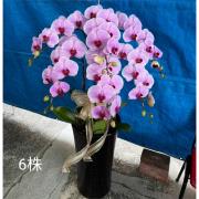 6株蘭花(粉)