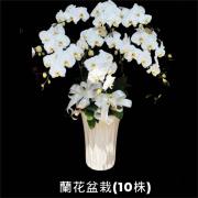 10株蘭花(白)