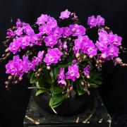 祝賀蘭花盆栽(桌上型)