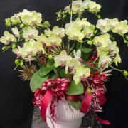 喜事蘭花盆栽(桌上型)