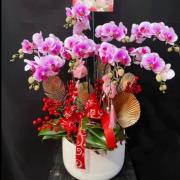 吉事蘭花盆栽(桌上型)