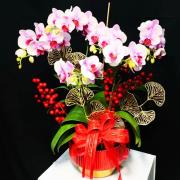 喜慶蘭花盆栽(桌上型)