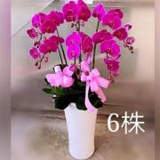 6株蘭花(粉)