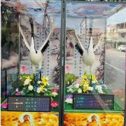 仙鶴 (14天)
