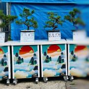 松柏(14天)