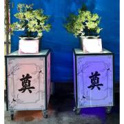 松柏  (14天)