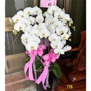 7株落地蘭花(白色)