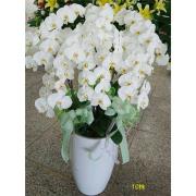 10株落地蘭花(白色)