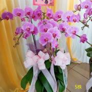 5株落地蘭花(粉色)
