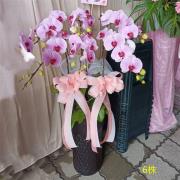 6株落地蘭花(粉色)