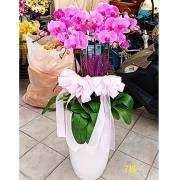 7株落地蘭花(粉色)