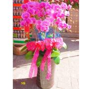 9株落地蘭花(粉色)