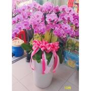 10株落地蘭花(粉色)