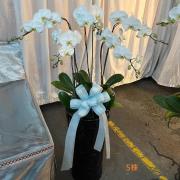 5株白色蘭花
