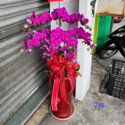 7株粉色蘭花