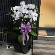 5株白色蘭花