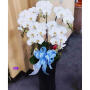 5株白色蘭花