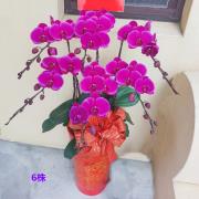 6株粉色蘭花