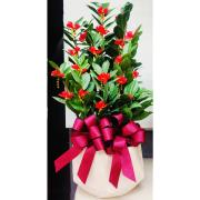 桌上型金錢樹盆景