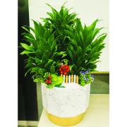 桌上型阿波羅盆景