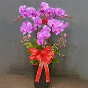 6株高盆蘭花(粉)