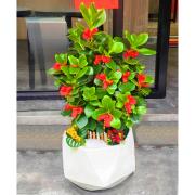 桌上型金錢樹盆景