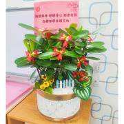 龍珠果盆景(桌上型)