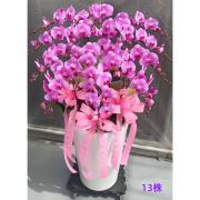 13株粉色蘭花盆