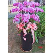 10株粉色蘭花盆