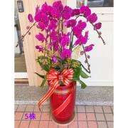 5株粉色蘭花盆