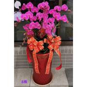 8株粉色蘭花盆