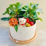 圓葉椒草(桌上型)