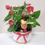 火鶴花(桌上型)