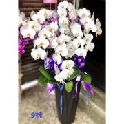 9株白色蘭花盆