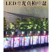 松柏 (14天內)
