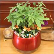 桌上型馬拉巴栗