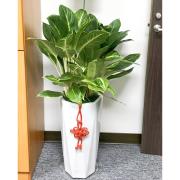 萬年青(粗肋草)