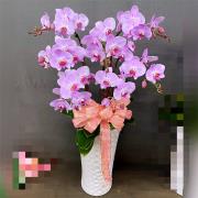 7株高盆蘭花(粉)