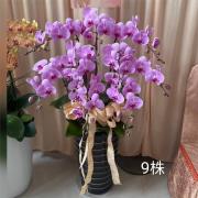 9株高盆蘭花(粉)