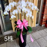 5株高盆蘭花(白)